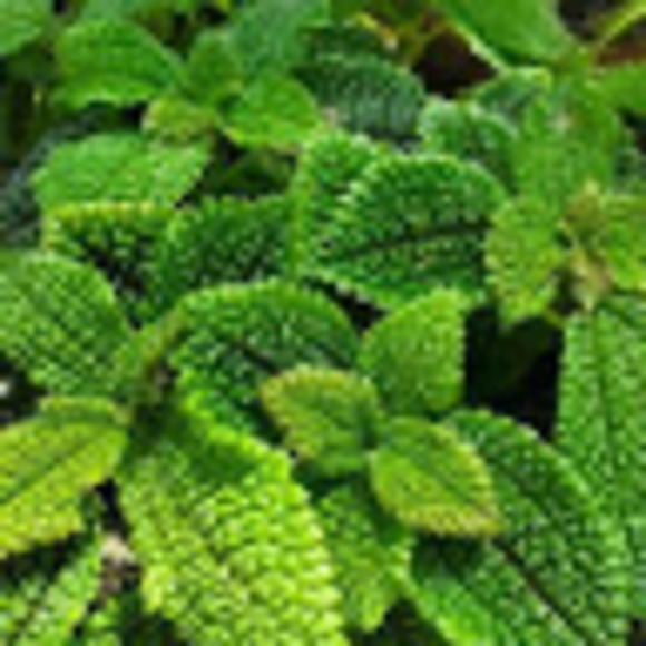 Meet your Posher, Mackenzie - Picture 1 of 1